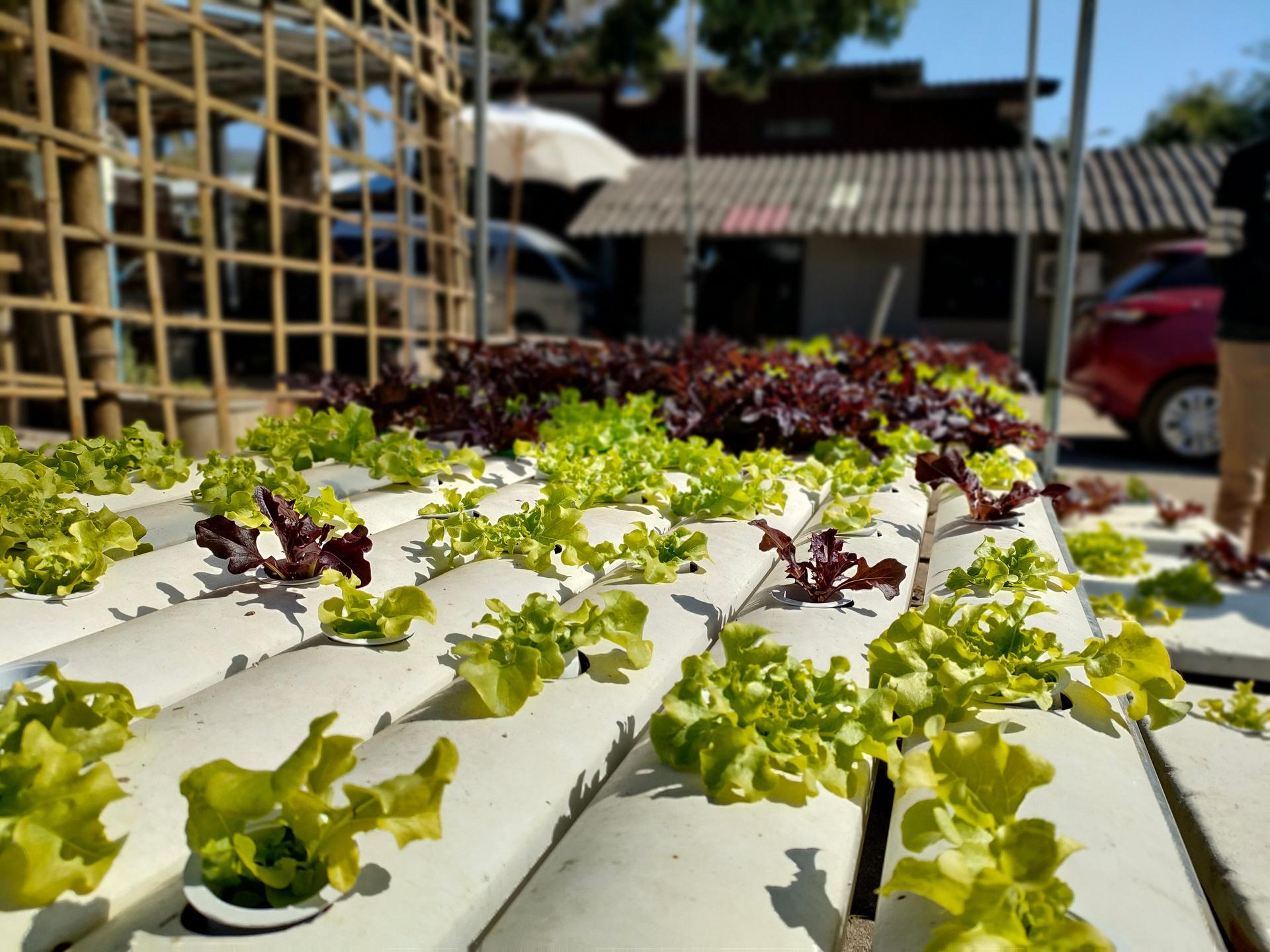 Hydroponics & Aquaponics
